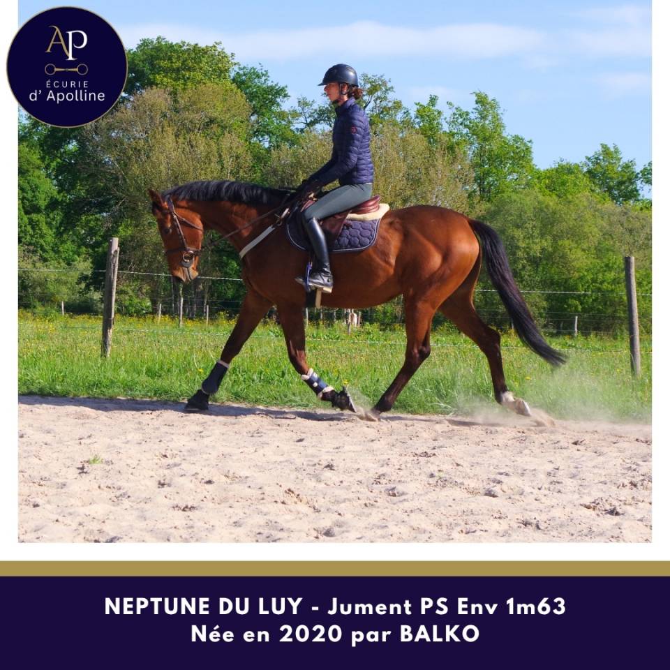 Merrie Volbloed Te koop 2020 Donker bruin / bai ,  balko