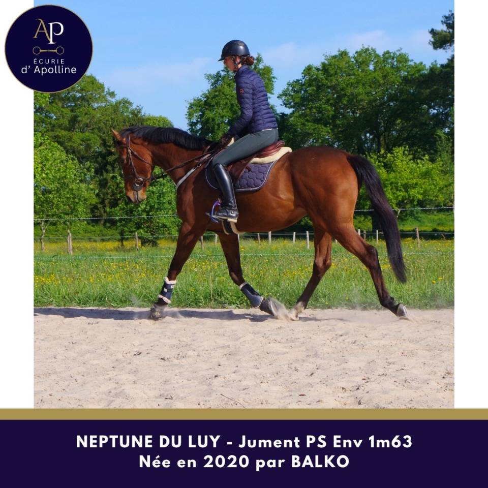 Merrie Volbloed Te koop 2020 Donker bruin / bai ,  balko