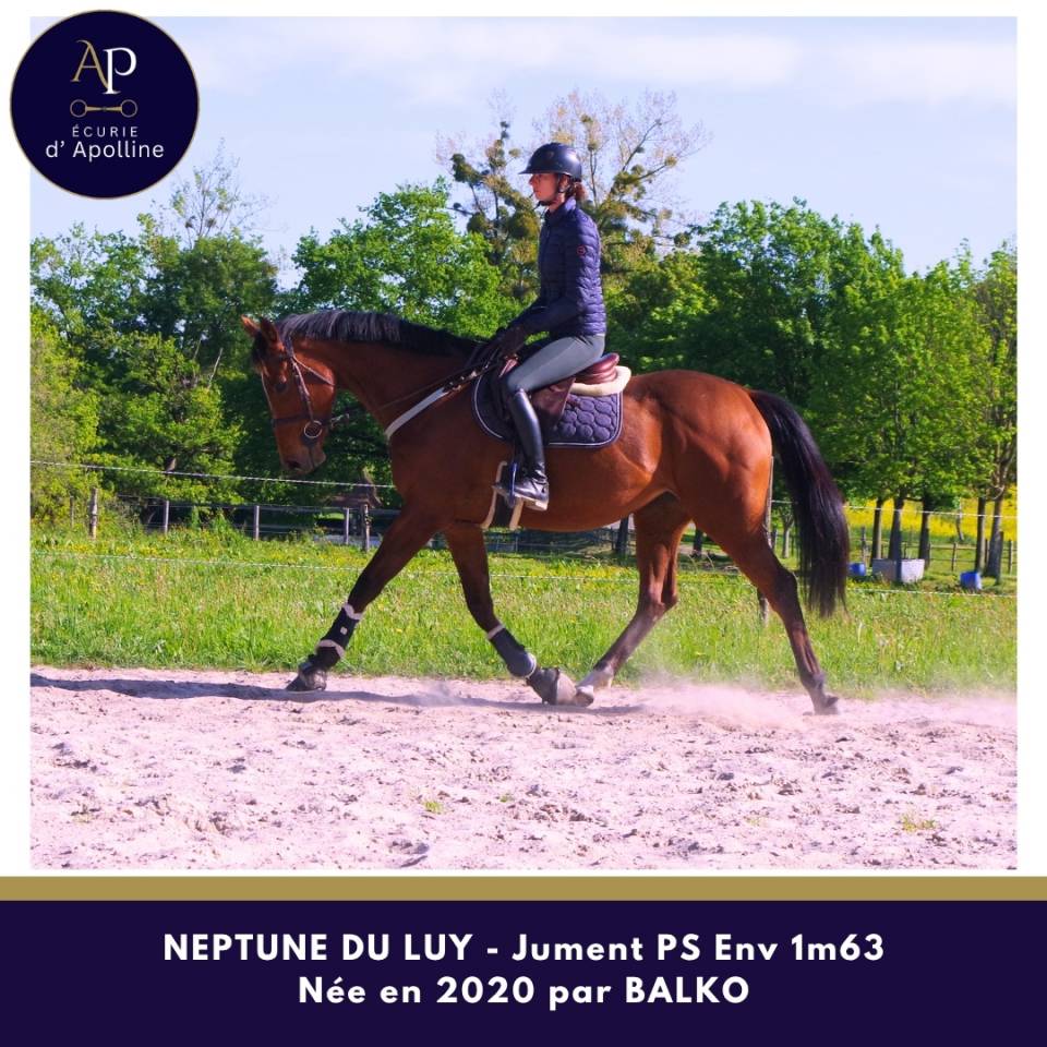 Merrie Volbloed Te koop 2020 Donker bruin / bai ,  balko