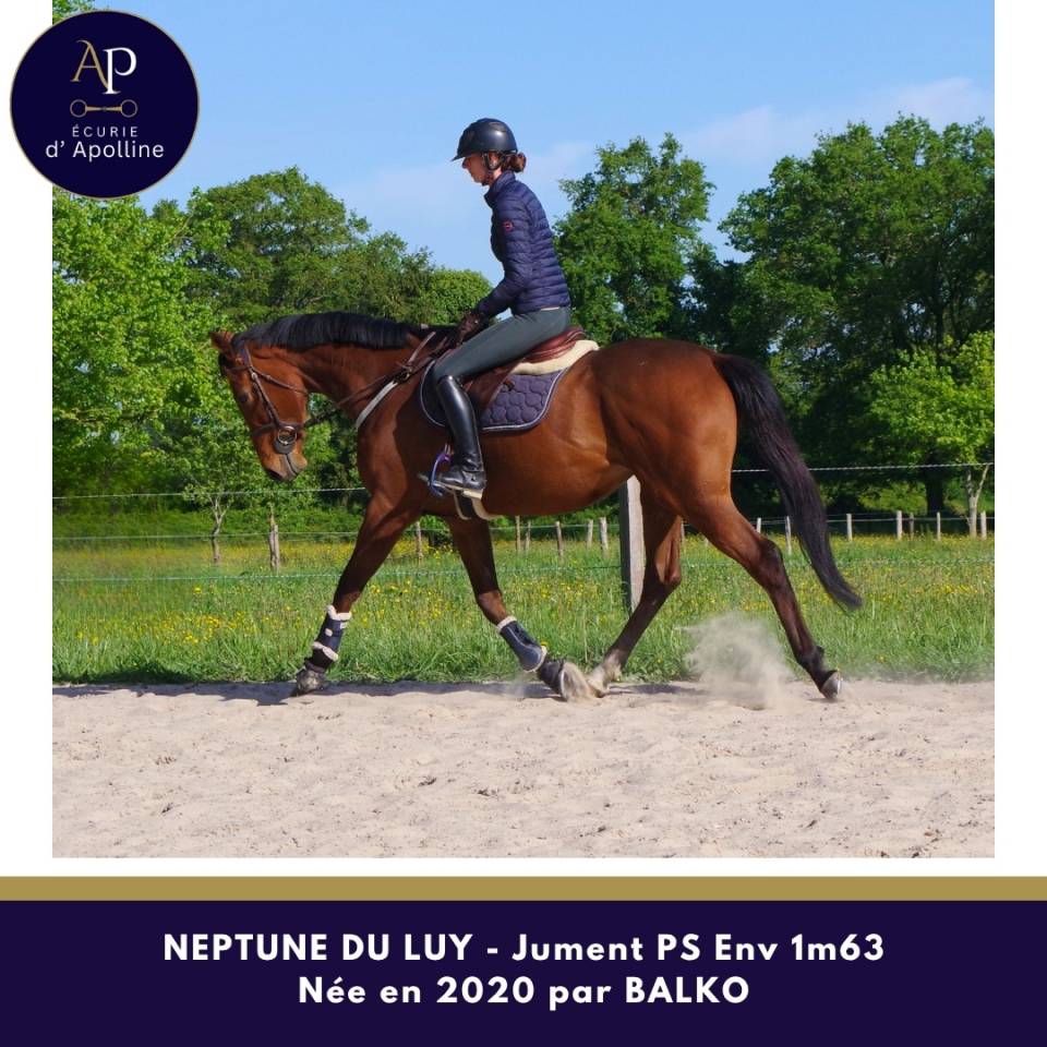 Merrie Volbloed Te koop 2020 Donker bruin / bai ,  balko