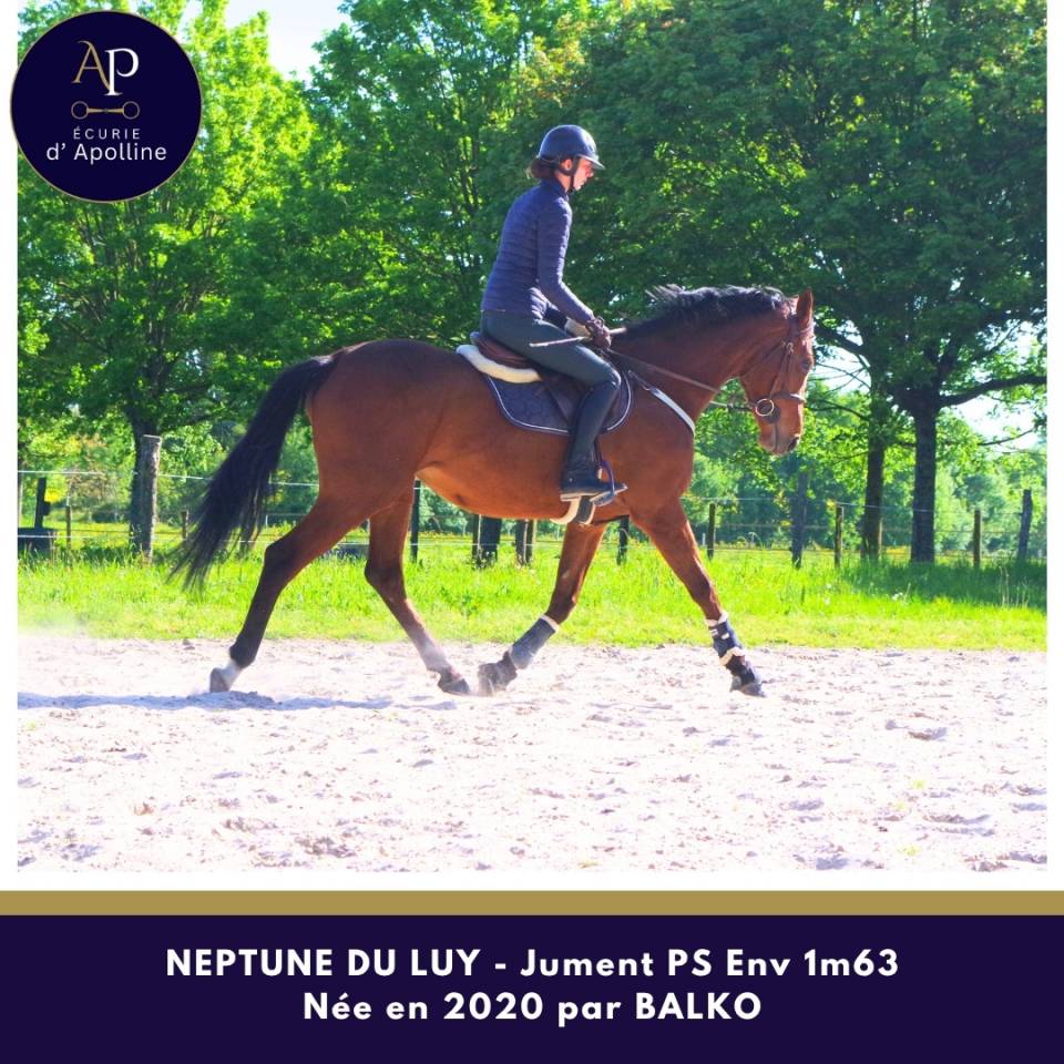 Merrie Volbloed Te koop 2020 Donker bruin / bai ,  balko