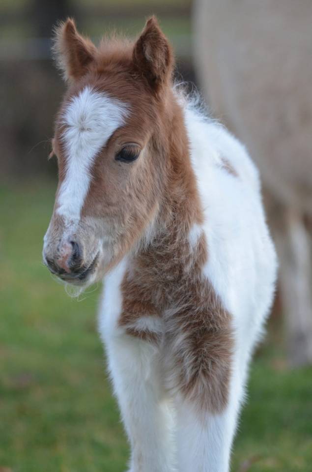 Veulen (vr) Bekend ras Te koop 2026 Bontzwart ,  MALABARD DJINICKY