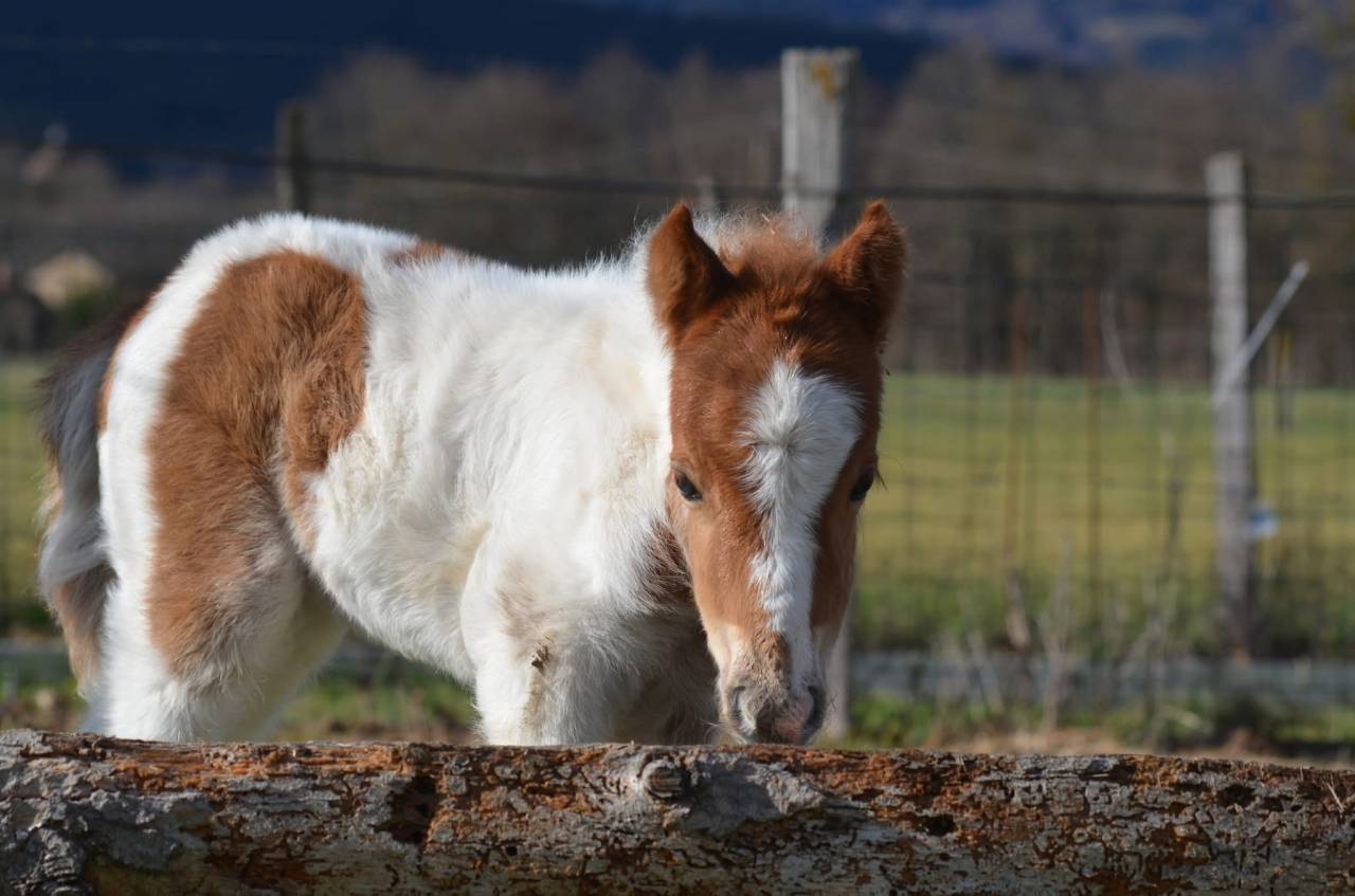 Veulen (vr) Bekend ras Te koop 2026 Bontzwart ,  MALABARD DJINICKY