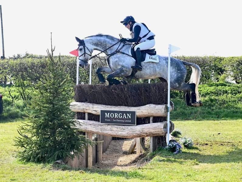 Merrie Selle Fran&ccedil;ais Te koop 2015 Schimmel