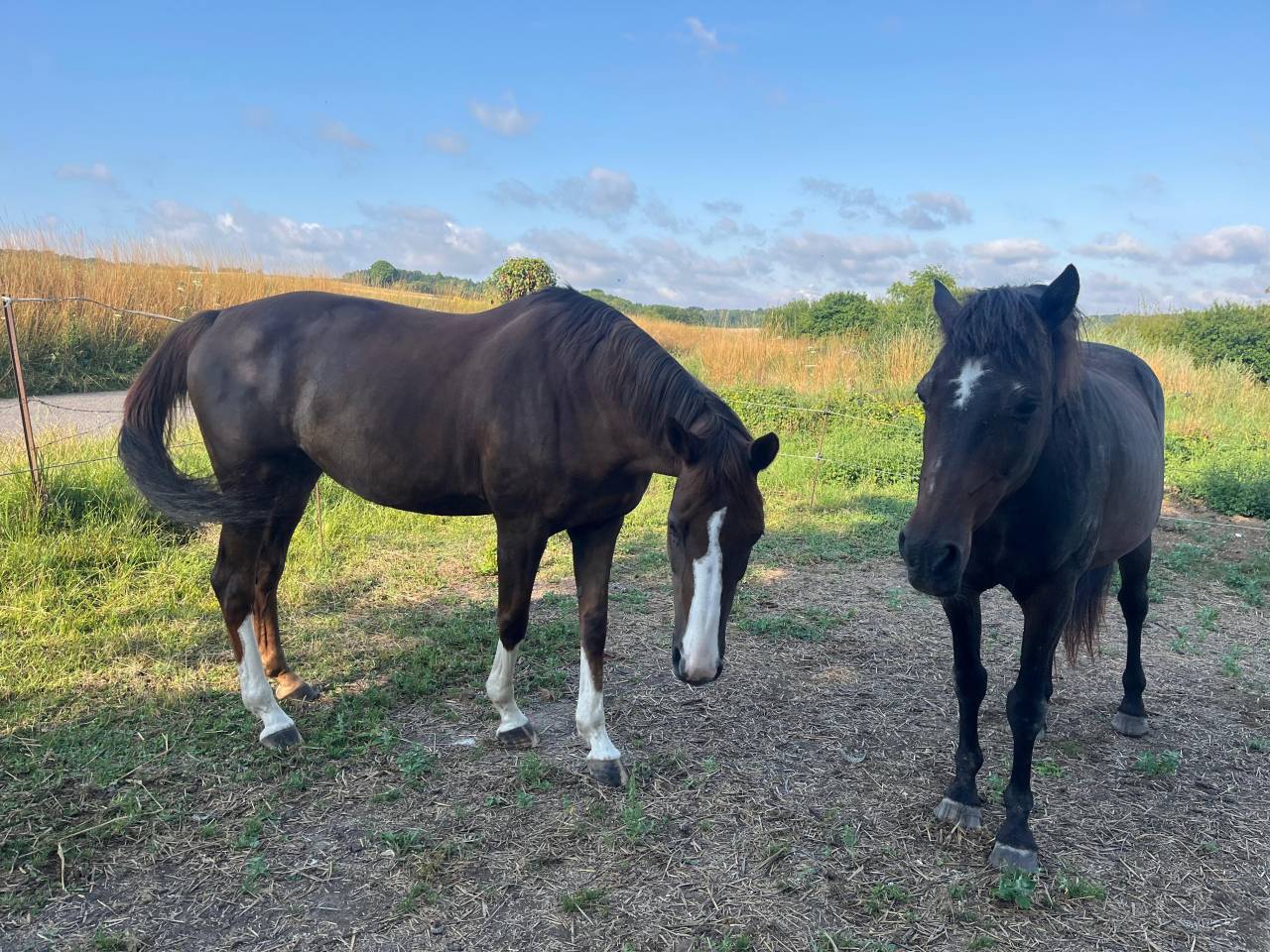 Merrie Anglo-Arabier mengbloed Te koop 2012 Vos ,  QUACK