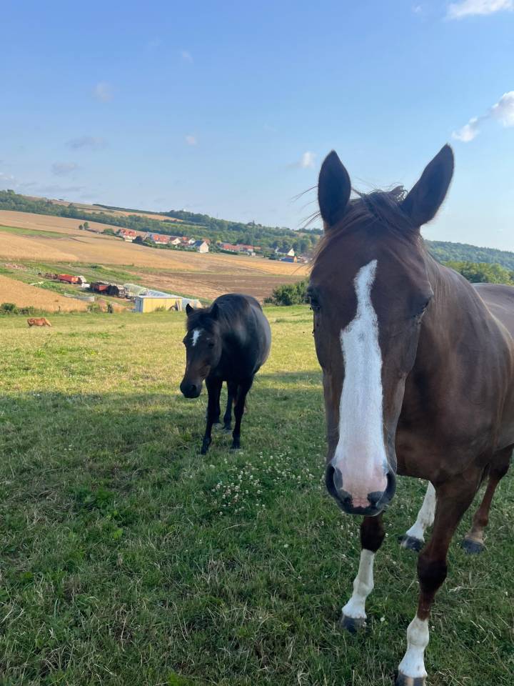 Merrie Anglo-Arabier mengbloed Te koop 2012 Vos ,  QUACK