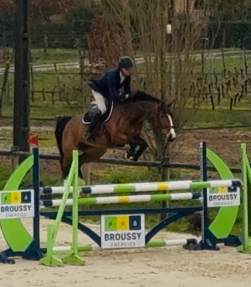 Merrie Selle Fran&ccedil;ais Te koop 2020 Donker bruin / bai