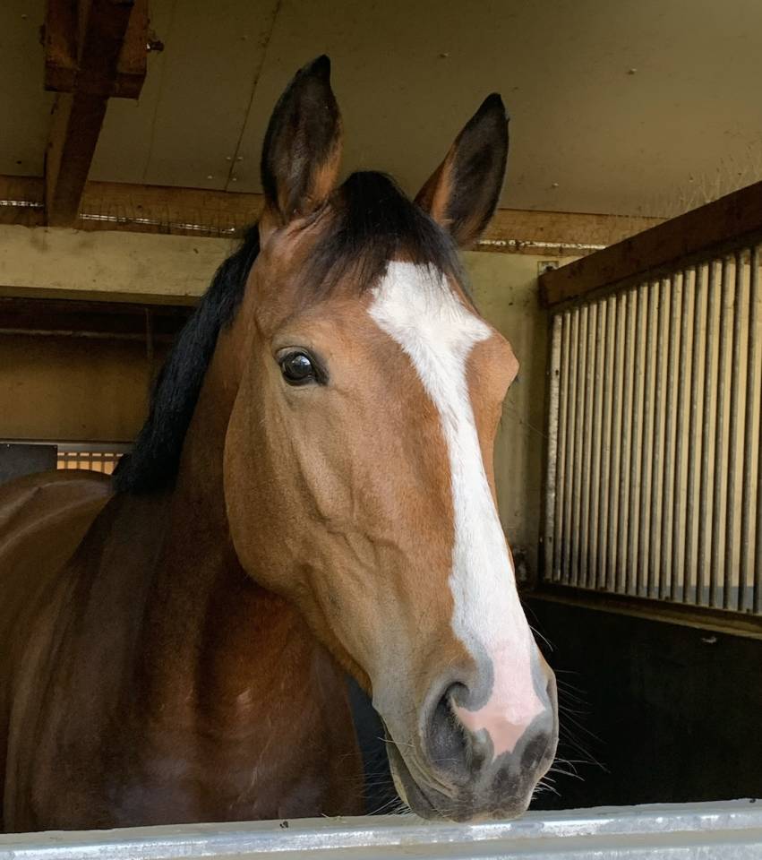 Merrie Selle Fran&ccedil;ais Te koop 2020 Donker bruin / bai