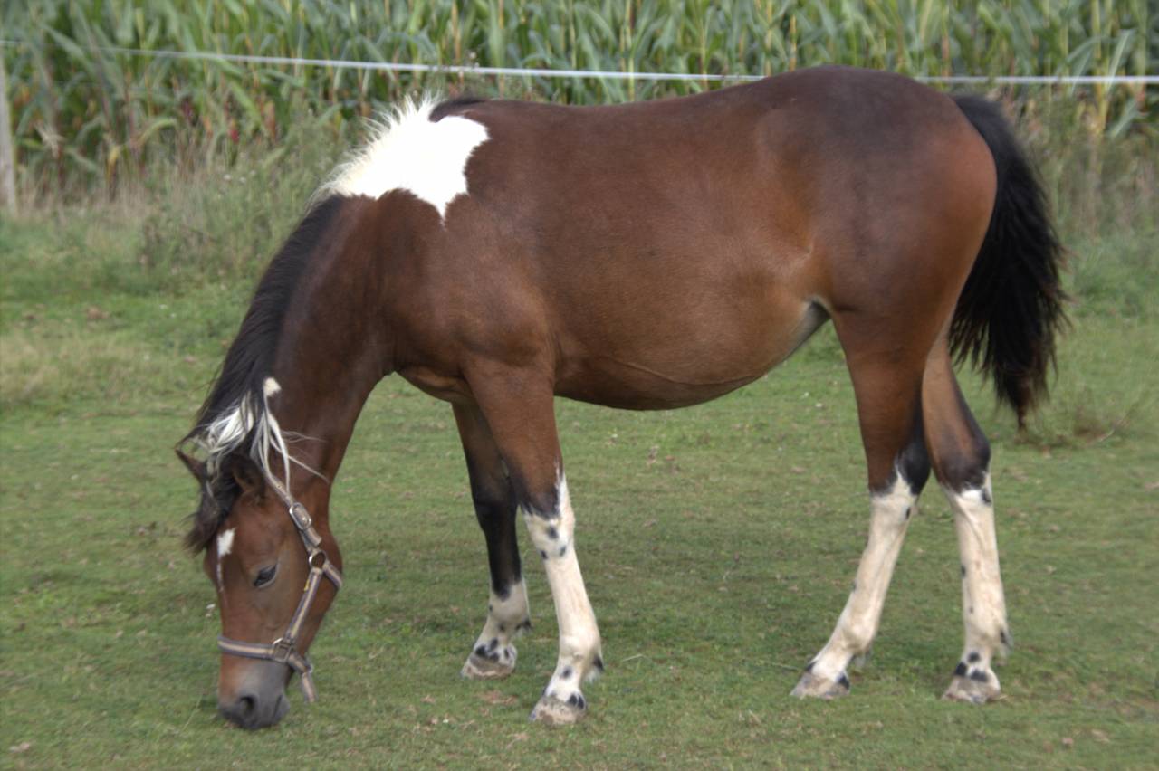 Merrie Franse rijpony PFS Te koop 2024 Bont