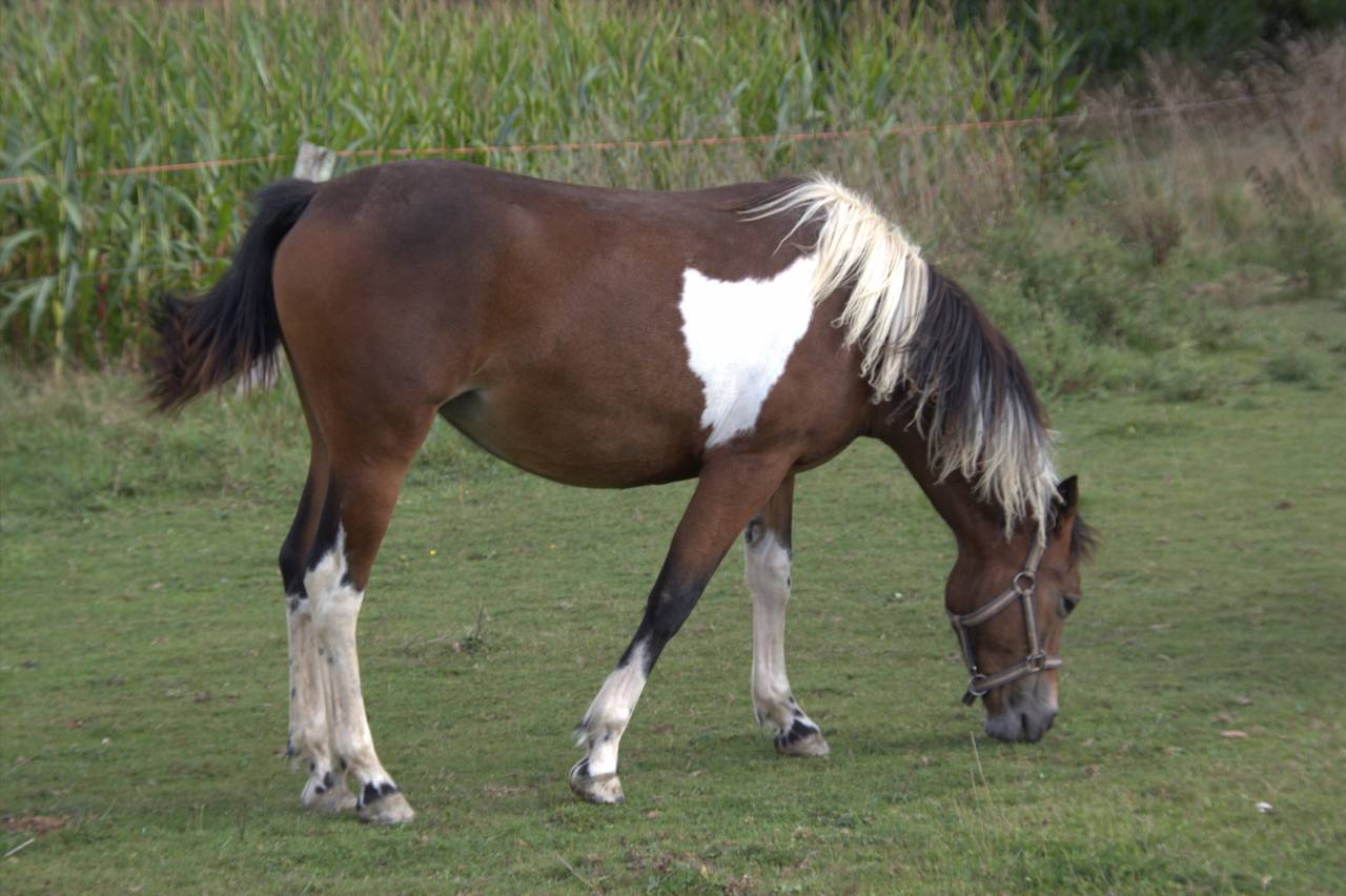 Merrie Franse rijpony PFS Te koop 2024 Bont