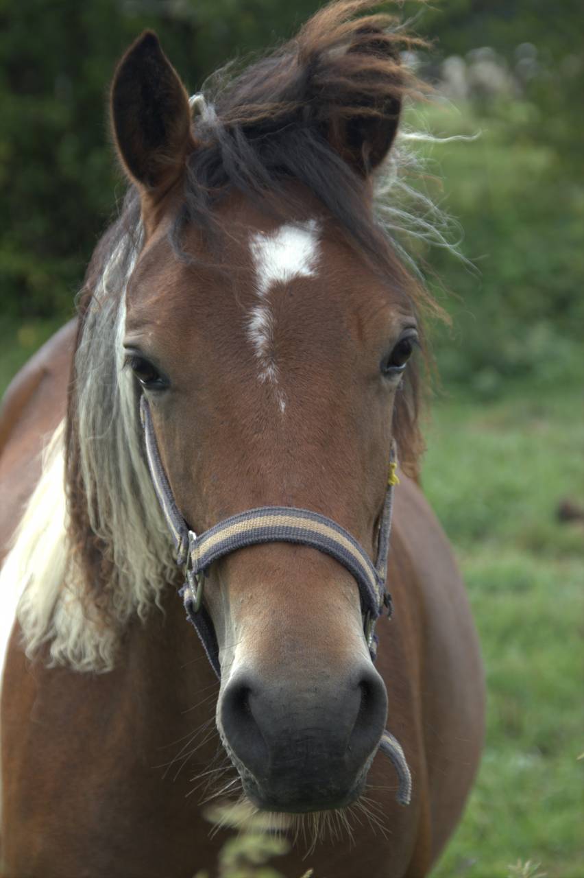 Merrie Franse rijpony PFS Te koop 2024 Bont