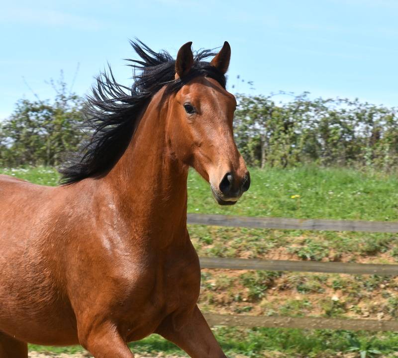 Ruin PRE Puur Ras Spaans Te koop 2024 Donker bruin / bai