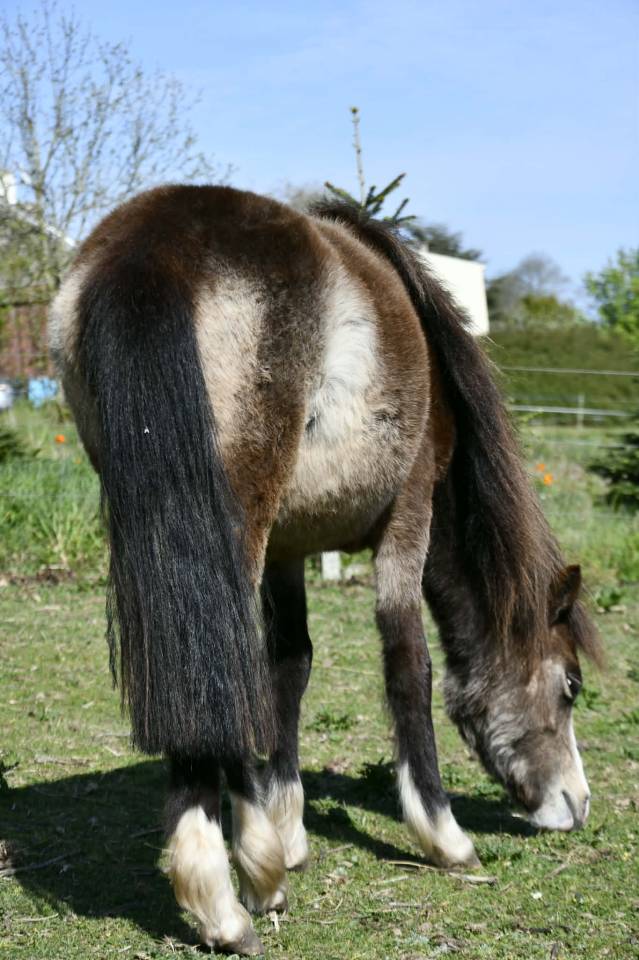 Veulen (vr) Welsh Pony (Section A) Te koop 2024 Isabel