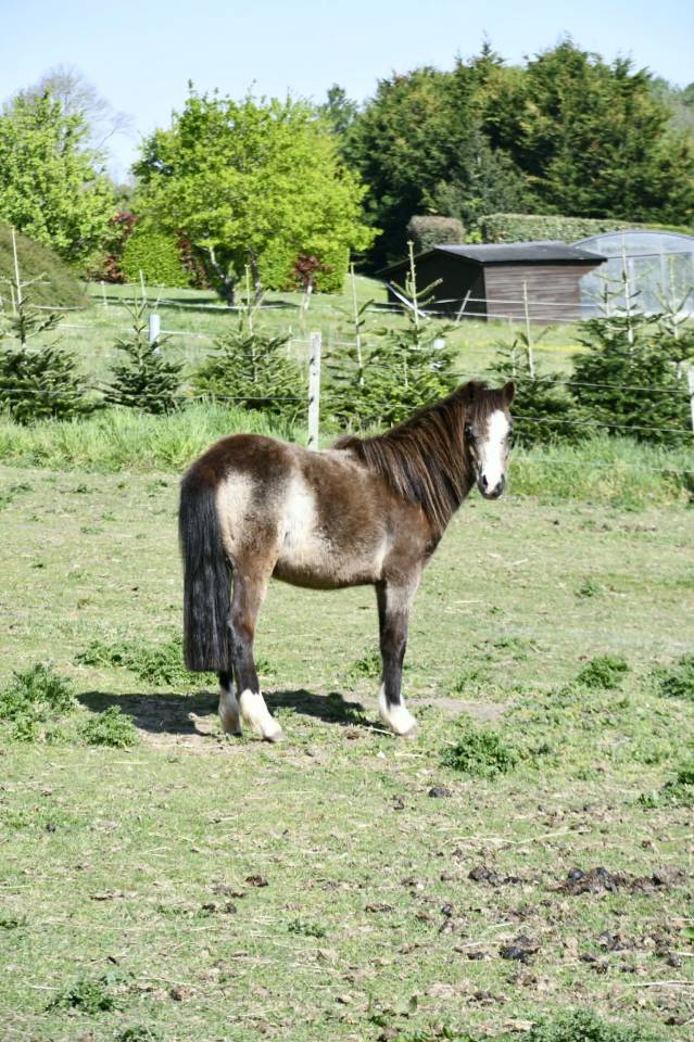 Veulen (vr) Welsh Pony (Section A) Te koop 2024 Isabel
