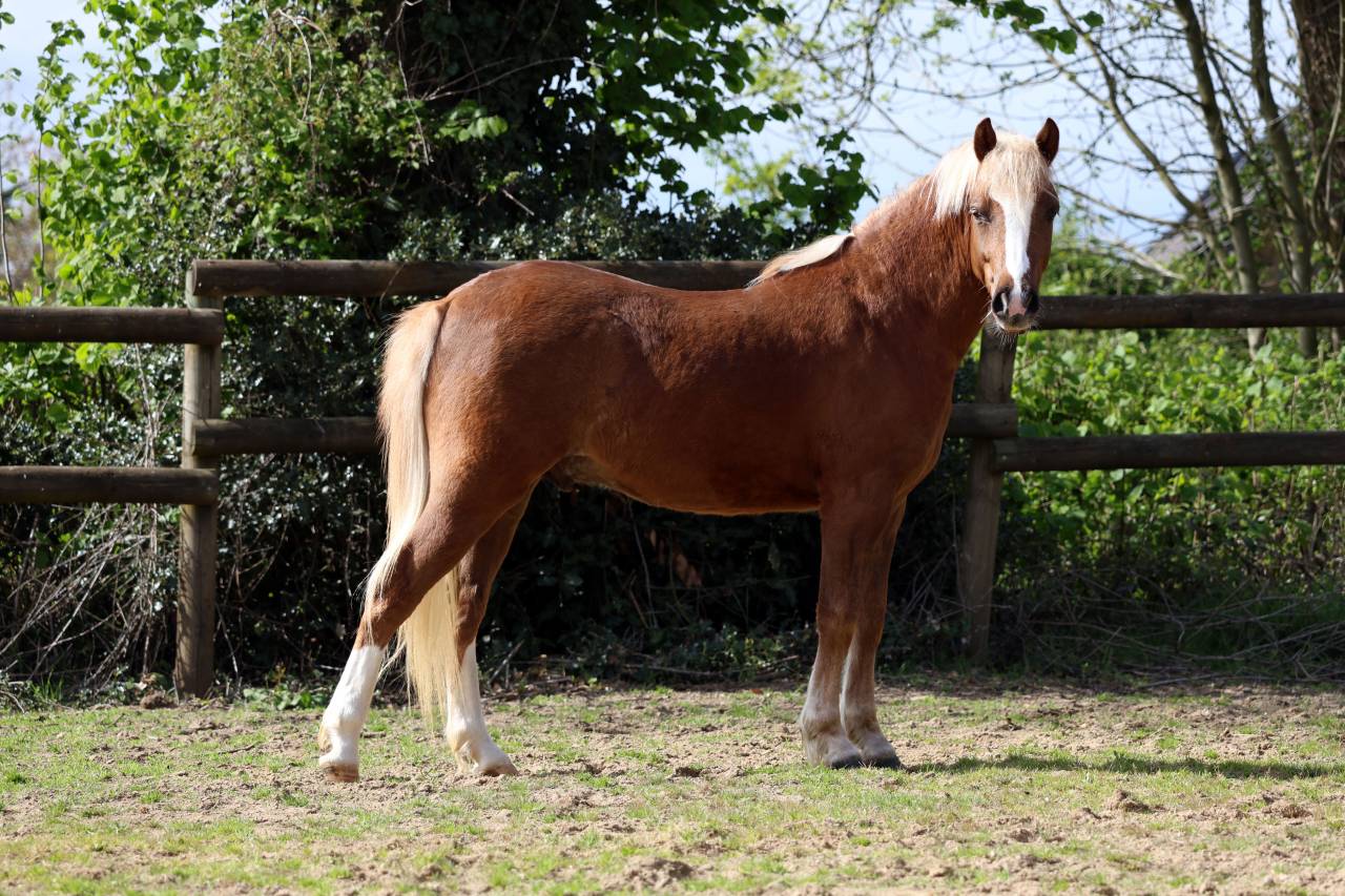 Ruin Welsh Pony (Section B) Te koop 2024 Lichte manen en staart ,  KELHIOS DES BERTAINES