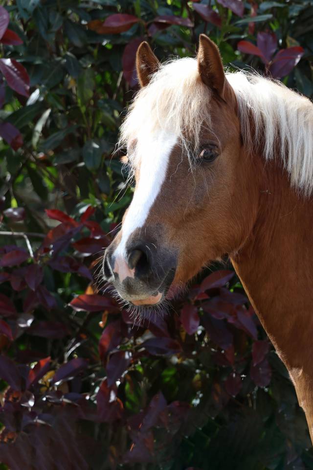 Ruin Welsh Pony (Section B) Te koop 2024 Lichte manen en staart ,  KELHIOS DES BERTAINES