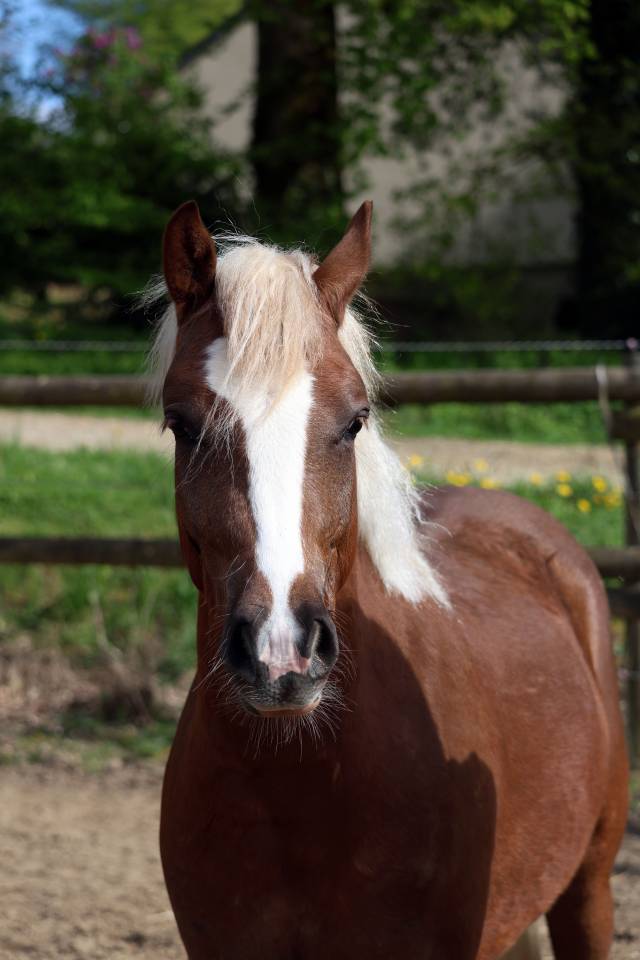 Ruin Welsh Pony (Section B) Te koop 2024 Lichte manen en staart ,  KELHIOS DES BERTAINES
