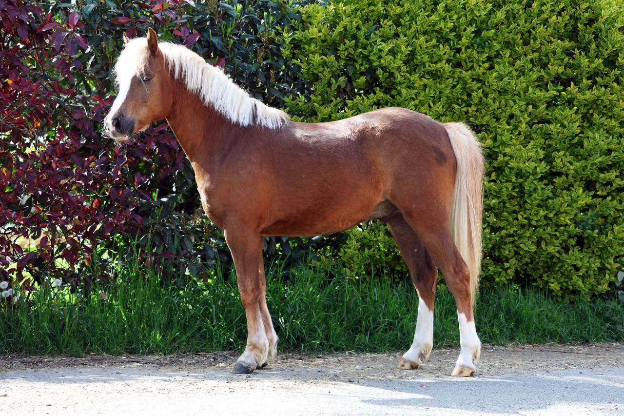 Ruin Welsh Pony (Section B) Te koop 2024 Lichte manen en staart ,  KELHIOS DES BERTAINES