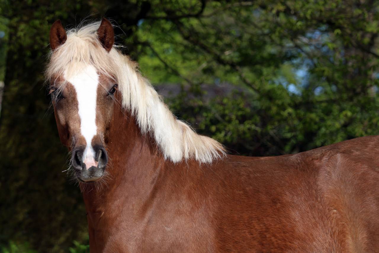 Ruin Welsh Pony (Section B) Te koop 2024 Lichte manen en staart ,  KELHIOS DES BERTAINES