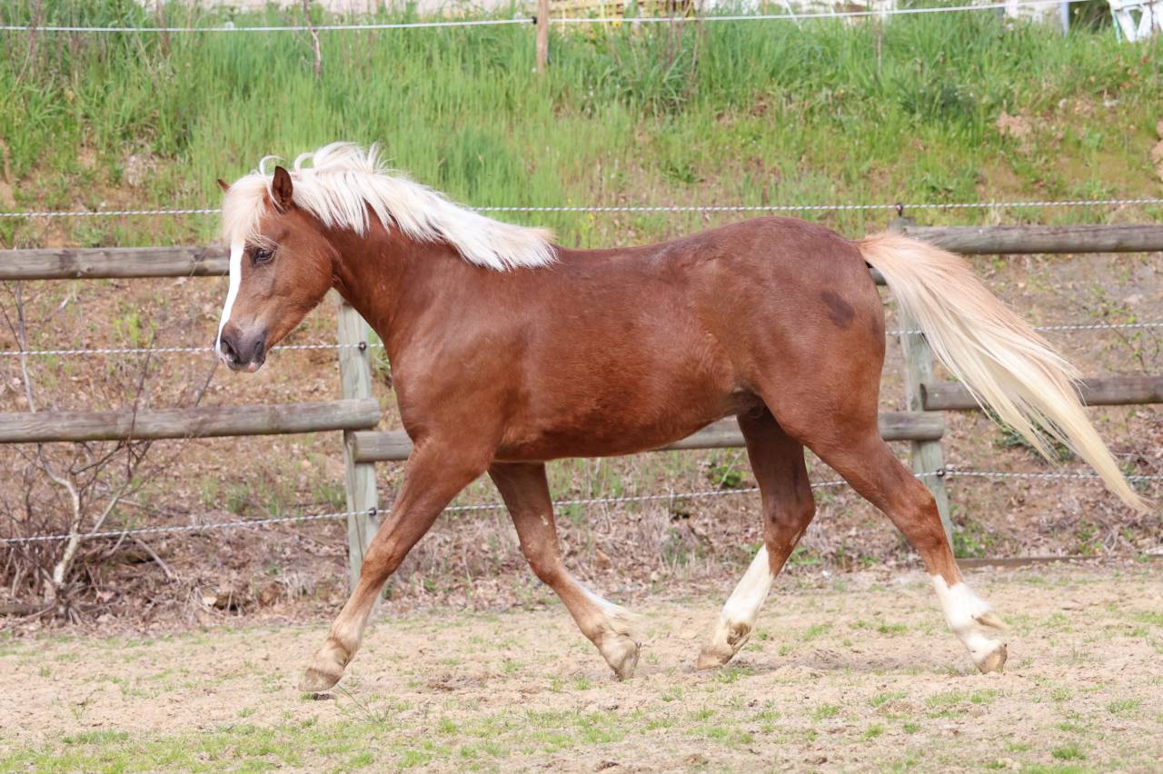 Ruin Welsh Pony (Section B) Te koop 2024 Lichte manen en staart ,  KELHIOS DES BERTAINES