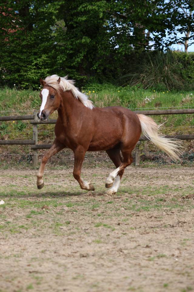 Ruin Welsh Pony (Section B) Te koop 2024 Lichte manen en staart ,  KELHIOS DES BERTAINES