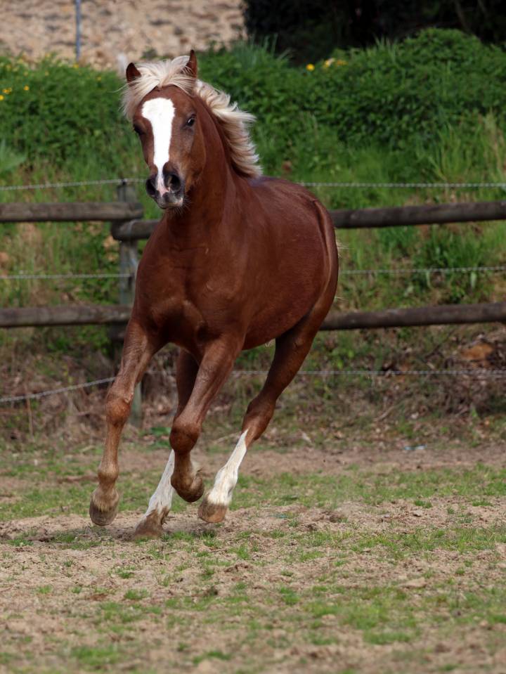 Ruin Welsh Pony (Section B) Te koop 2024 Lichte manen en staart ,  KELHIOS DES BERTAINES