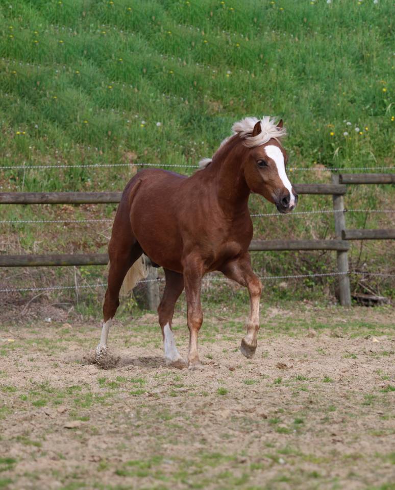 Ruin Welsh Pony (Section B) Te koop 2024 Lichte manen en staart ,  KELHIOS DES BERTAINES