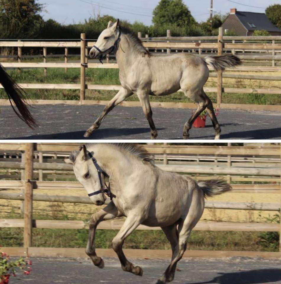 Veulen (vr) Franse rijpony PFS Te koop 2025 Isabel ,  BOX OFFICE DU PENA
