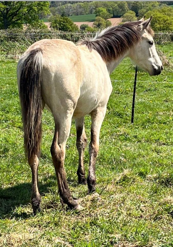 Veulen (vr) Franse rijpony PFS Te koop 2025 Isabel ,  BOX OFFICE DU PENA