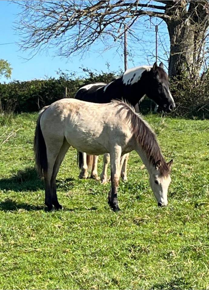 Veulen (vr) Franse rijpony PFS Te koop 2025 Isabel ,  BOX OFFICE DU PENA