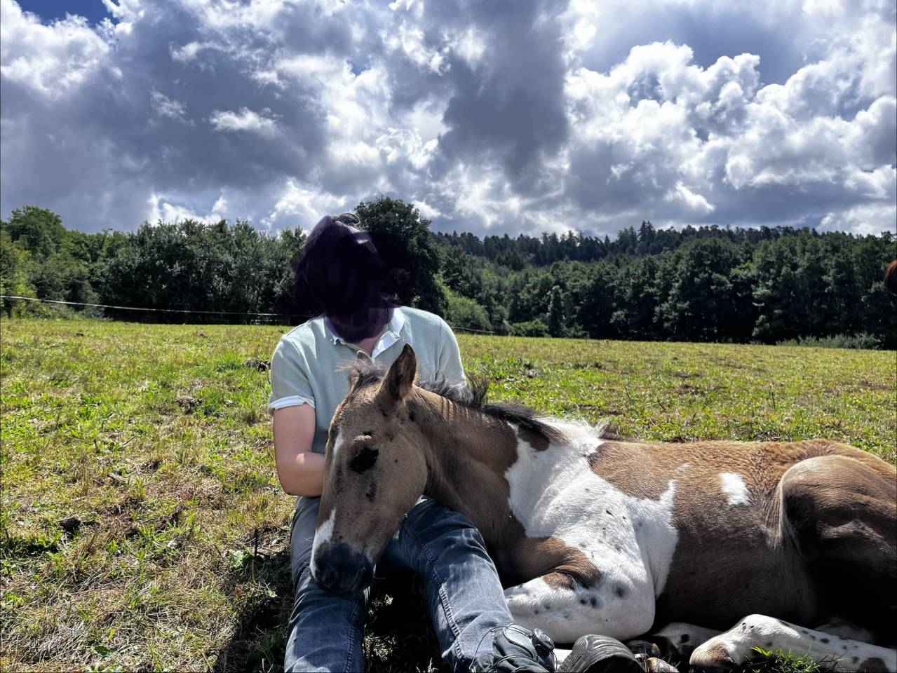 Hengst Andere pony rassen Te koop 2025 Paint