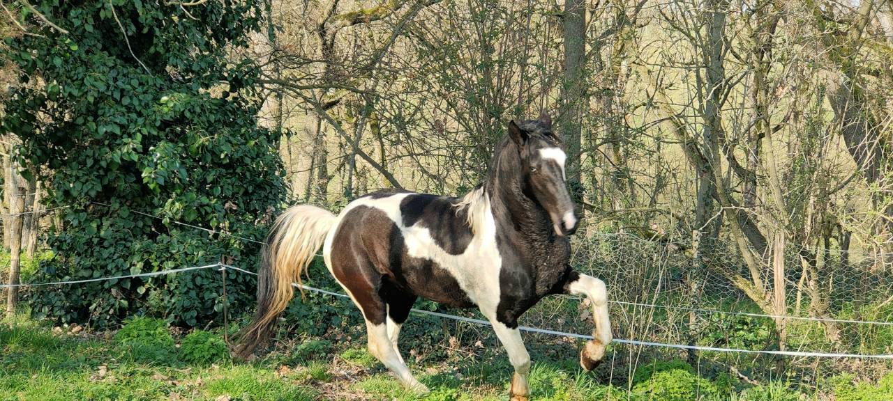 Hengst Barock Pinto Te koop 2021 Bont ,  Harry des marleres