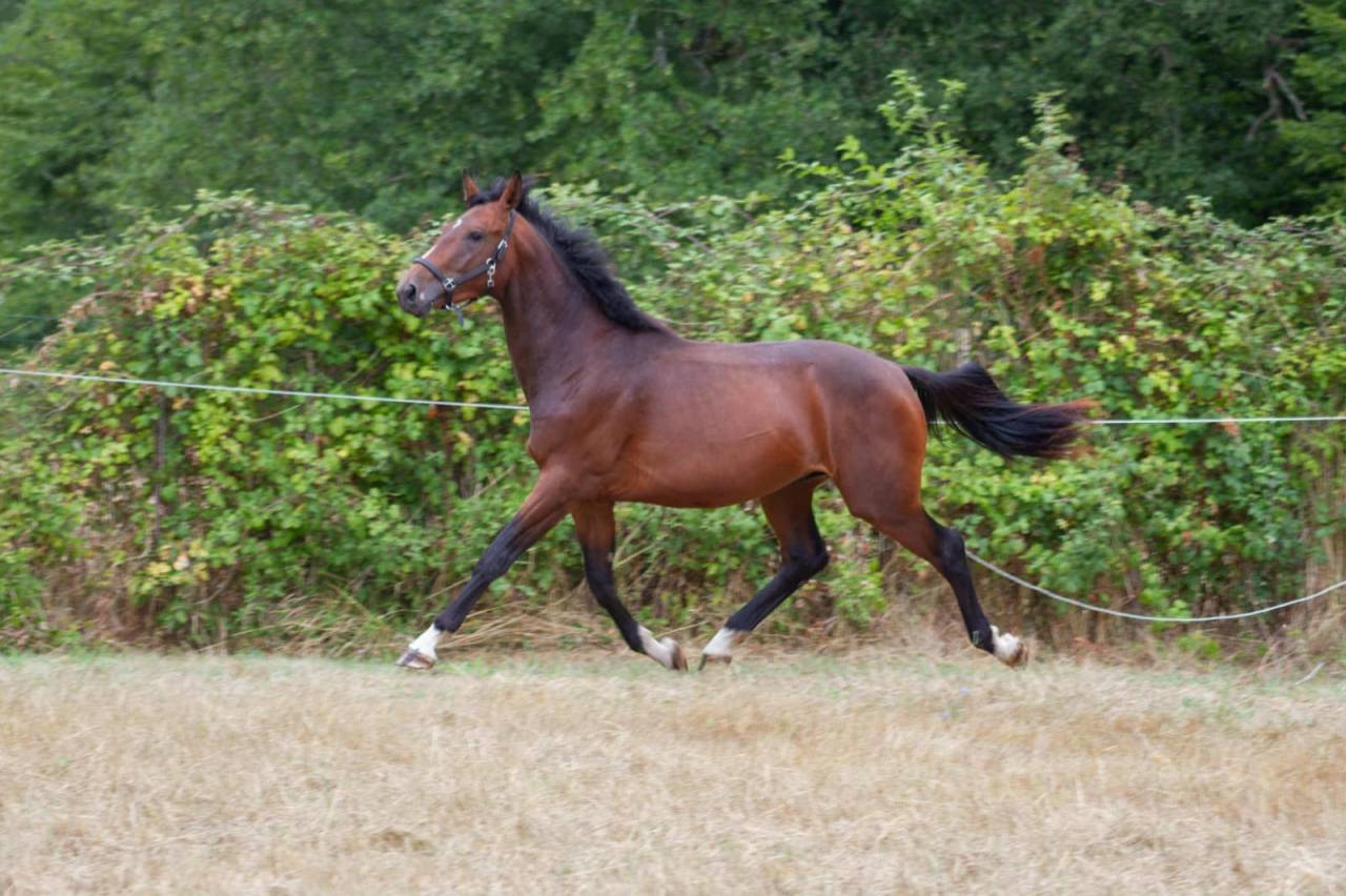 Hengst Zangersheide Te koop 2023 Donker bruin / bai