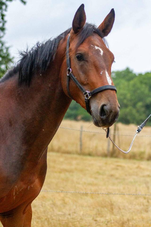 Hengst Zangersheide Te koop 2023 Donker bruin / bai