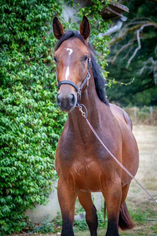 Hengst Zangersheide Te koop 2023 Donker bruin / bai