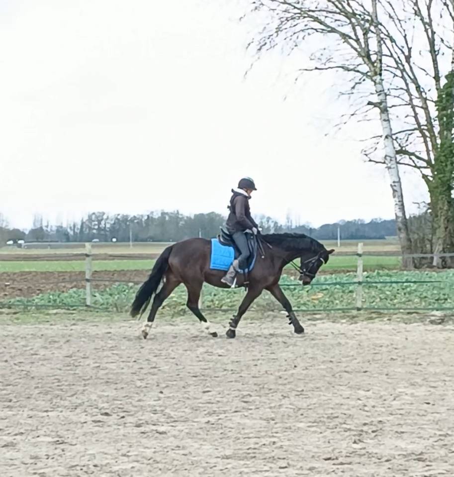 Ruin Franse rijpony PFS Te koop 2019 Bruin / Bai