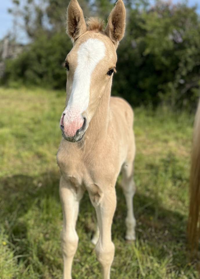 Veulen (ml) Selle Fran&ccedil;ais Te koop 2026 Palomino