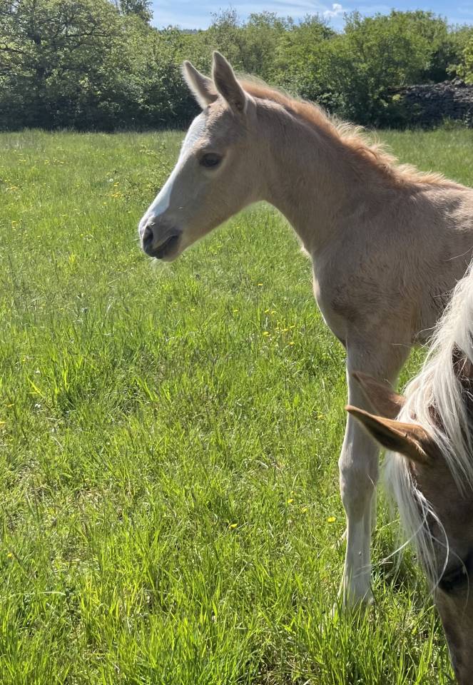 Veulen (ml) Selle Fran&ccedil;ais Te koop 2026 Palomino