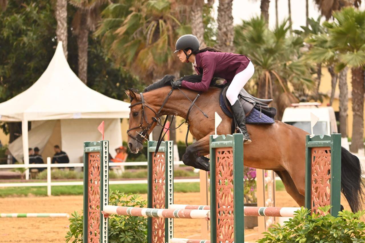 Merrie Andere pony rassen Te koop 2020 Donker bruin / bai