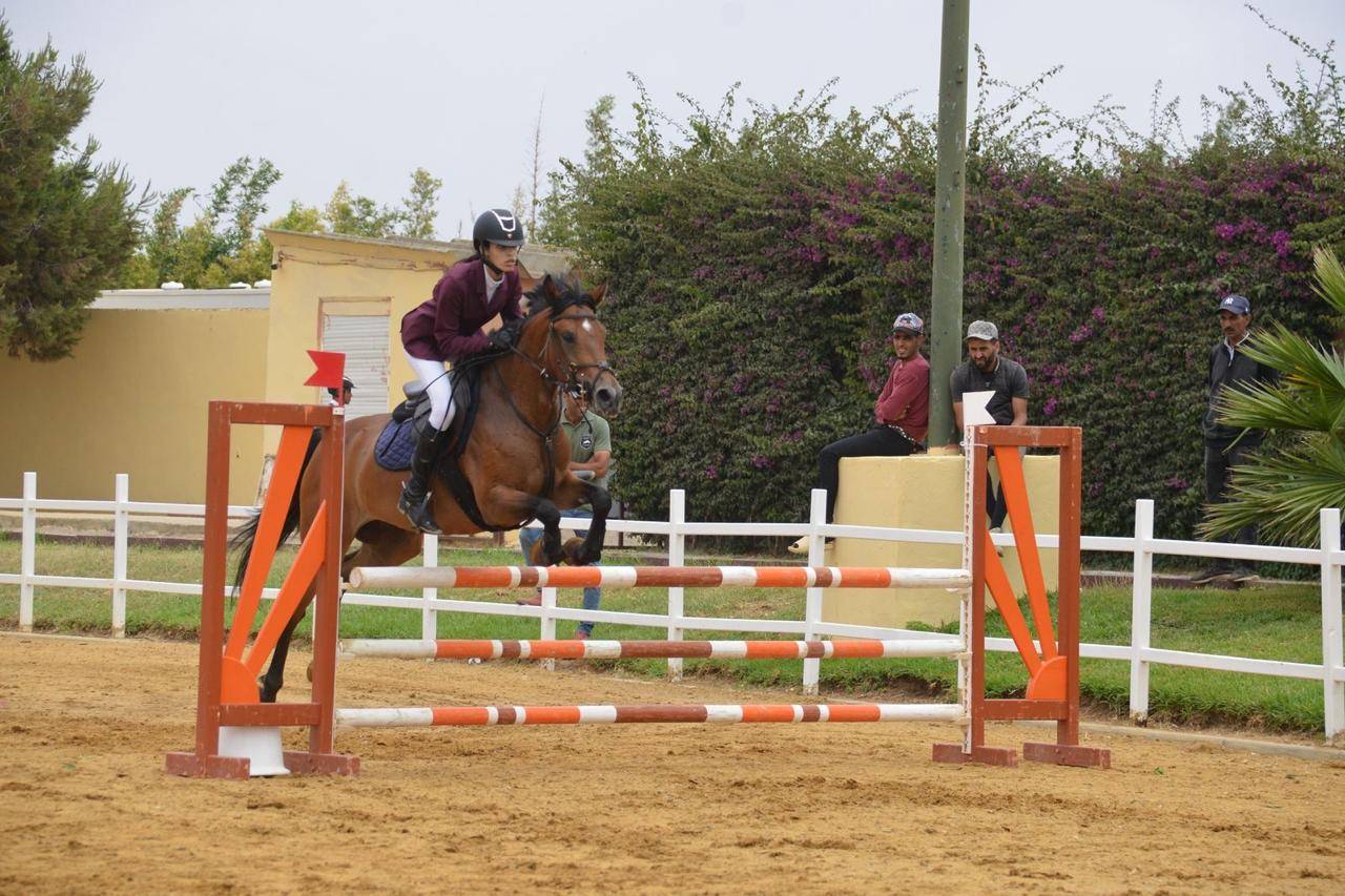 Merrie Andere pony rassen Te koop 2020 Donker bruin / bai