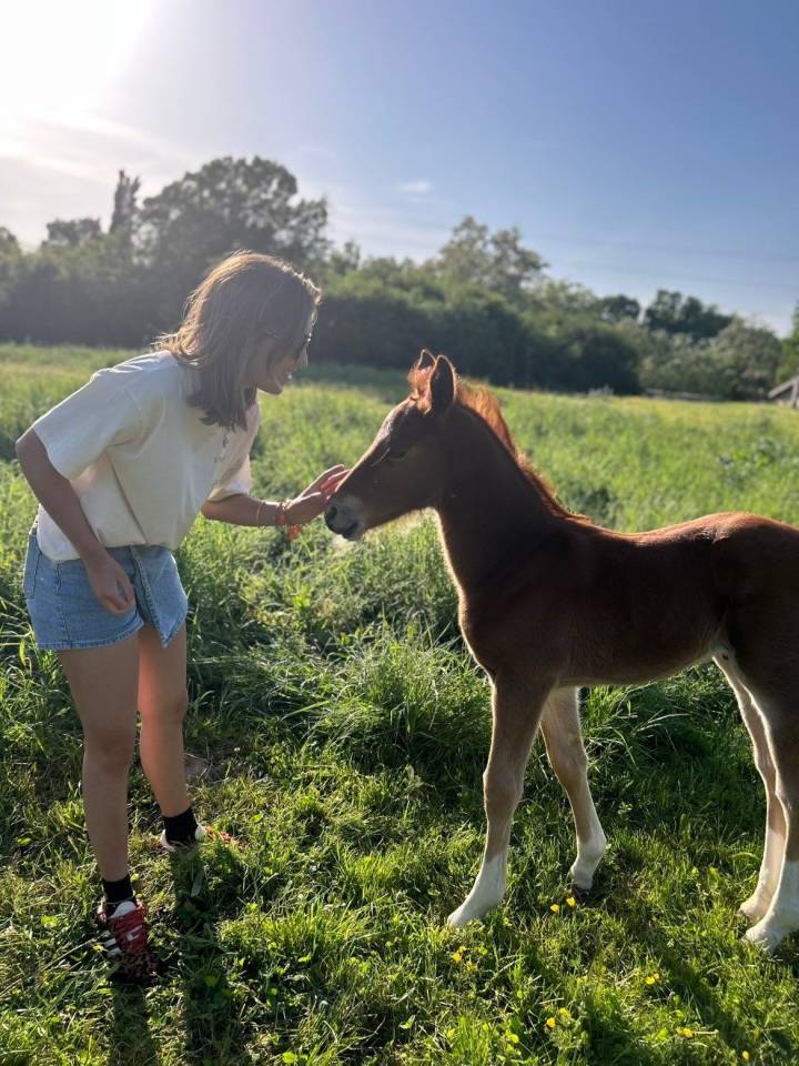 Veulen (ml) Franse rijpony PFS Te koop 2026 Vos