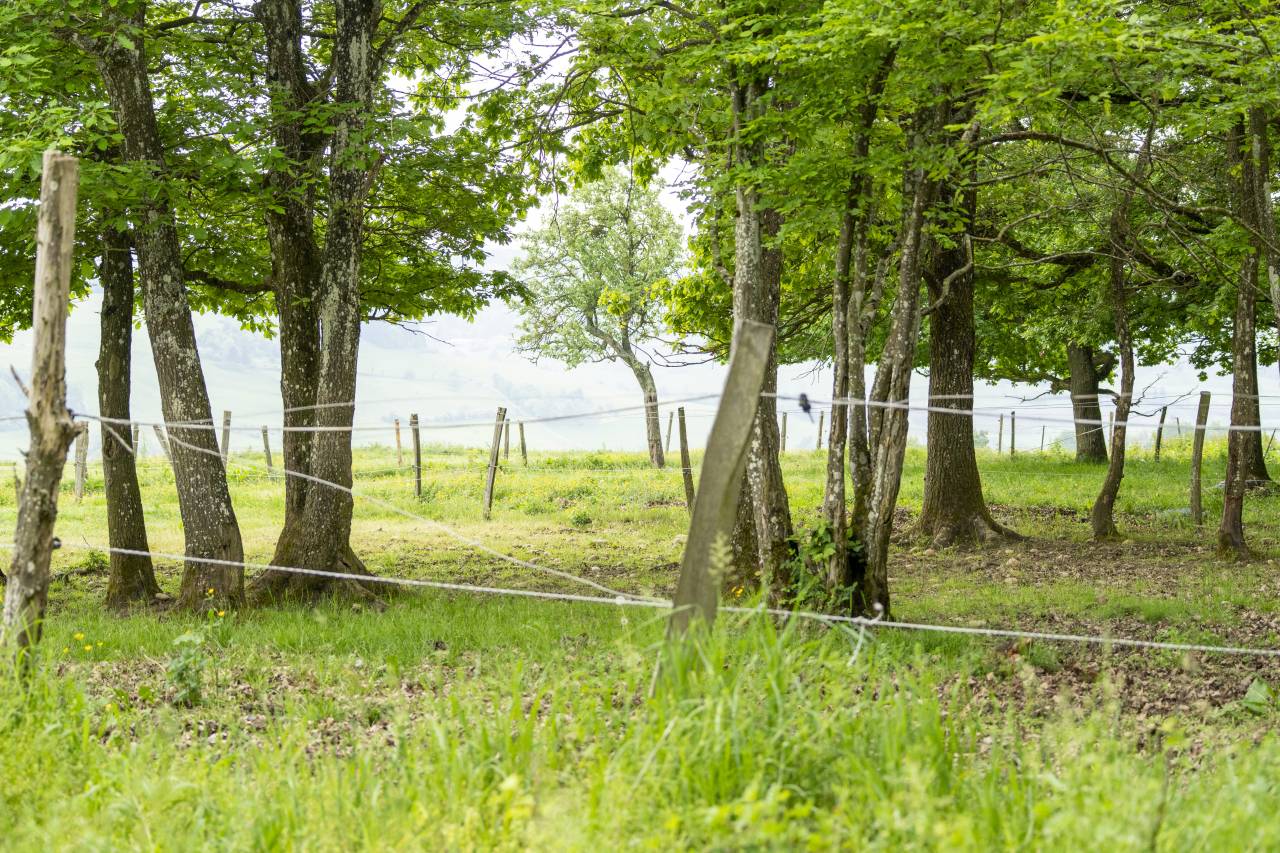 Stoeterij Koop Dr&ocirc;me