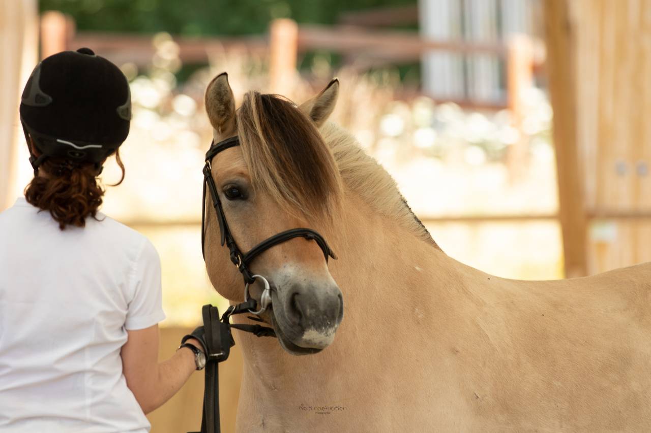 Merrie Fjord Te koop 2018 Isabel