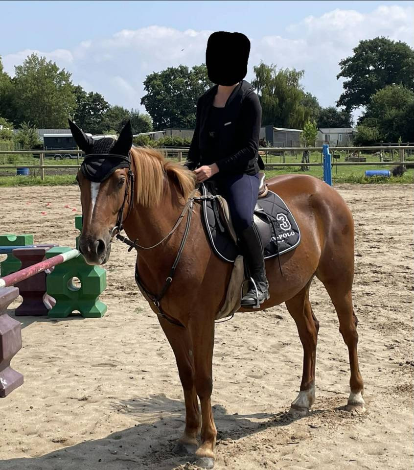 Merrie Bekend ras Te koop 2017 Vos ,  QUEL BOY D&rsquo;ANCOLIE