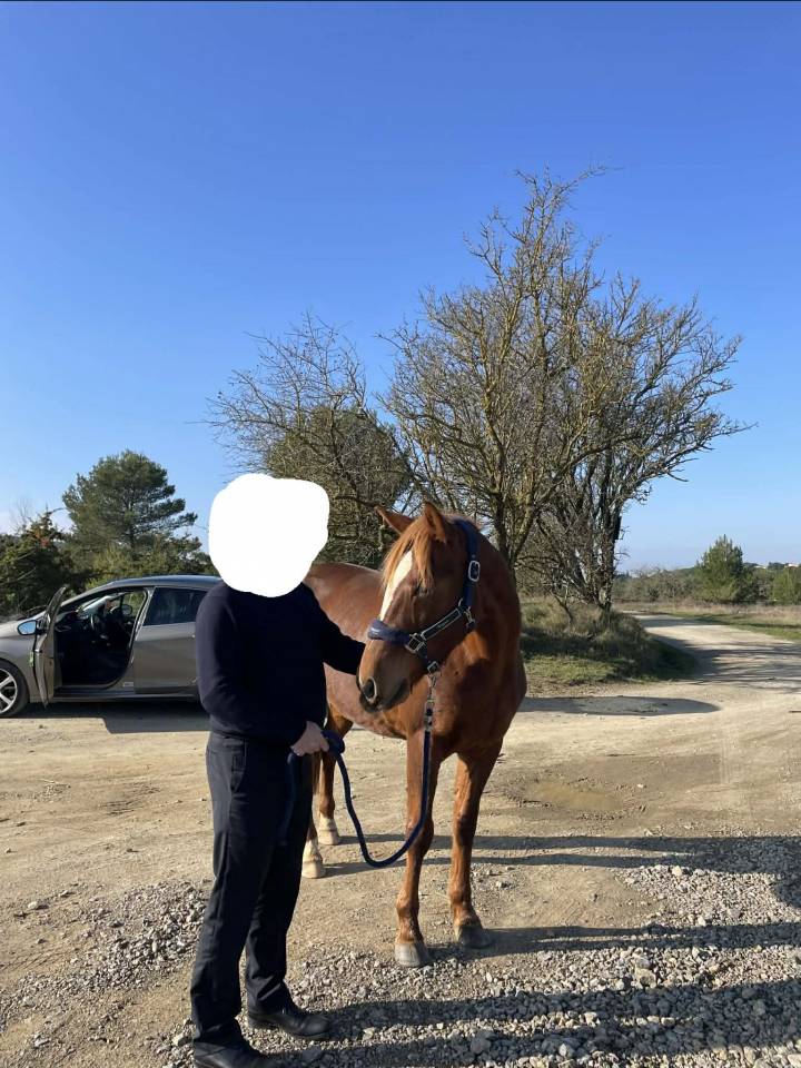 Merrie Bekend ras Te koop 2017 Vos ,  QUEL BOY D&rsquo;ANCOLIE