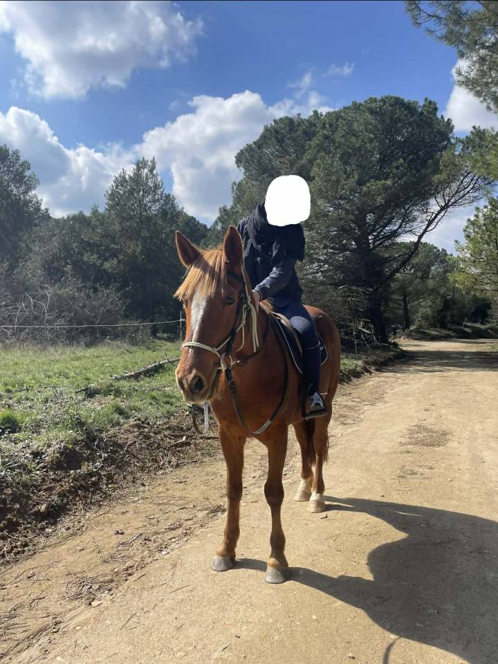 Merrie Bekend ras Te koop 2017 Vos ,  QUEL BOY D&rsquo;ANCOLIE