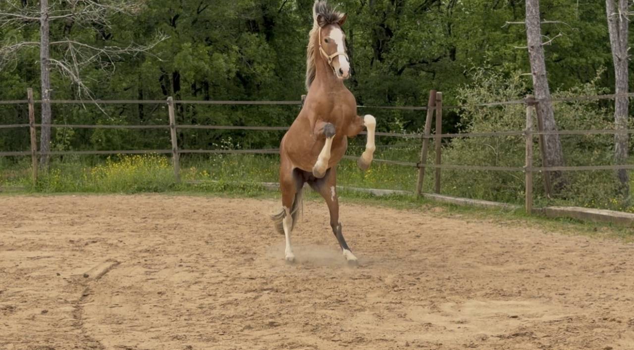 Hengst Berber-Arabier Te koop 2020 Vos roan