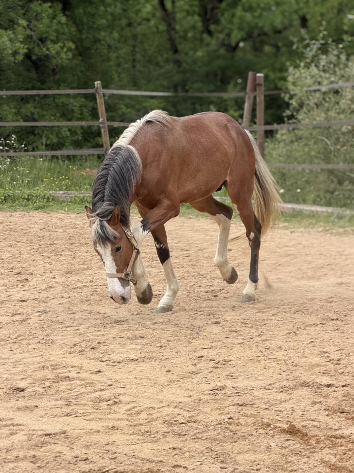 Hengst Berber-Arabier Te koop 2020 Vos roan
