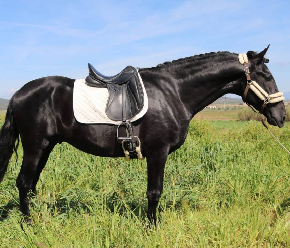 Hengst PRE Puur Ras Spaans Te koop 2021 Zwart