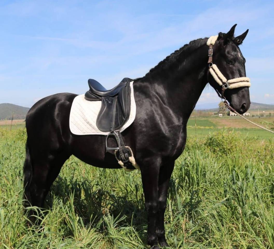 Hengst PRE Puur Ras Spaans Te koop 2021 Zwart